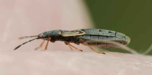 Réf. 279 569 : Ischnodemus sabuleti